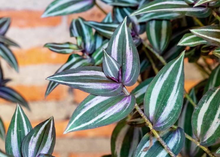 ilustrasi tradescantia (vecteezy.com/Sirawut Wisutipaitoon)